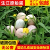 鸡蛋批发厂家直销 鸡蛋 生江原始蛋 土鸡蛋 绿壳鸡蛋批发